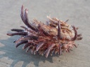 ANGARIIDAE ANGARIA MELANACANTHA