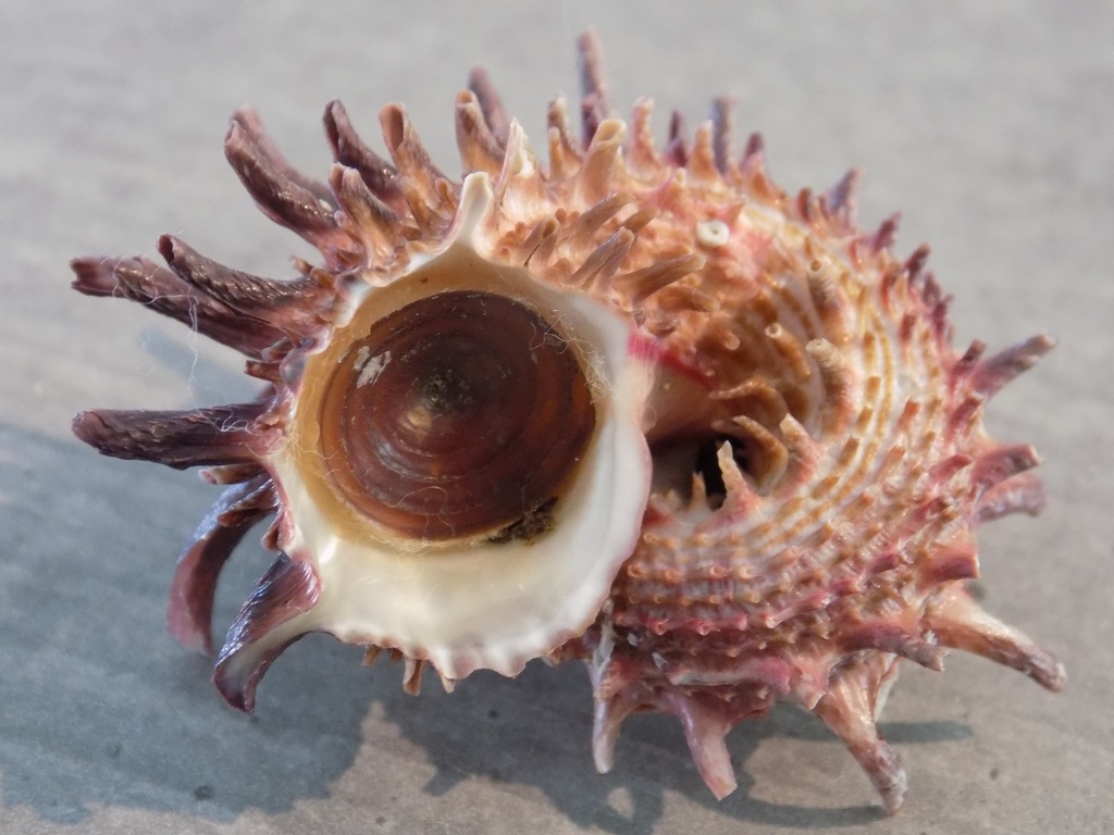 ANGARIIDAE ANGARIA MELANACANTHA