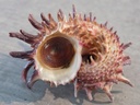 ANGARIIDAE ANGARIA MELANACANTHA