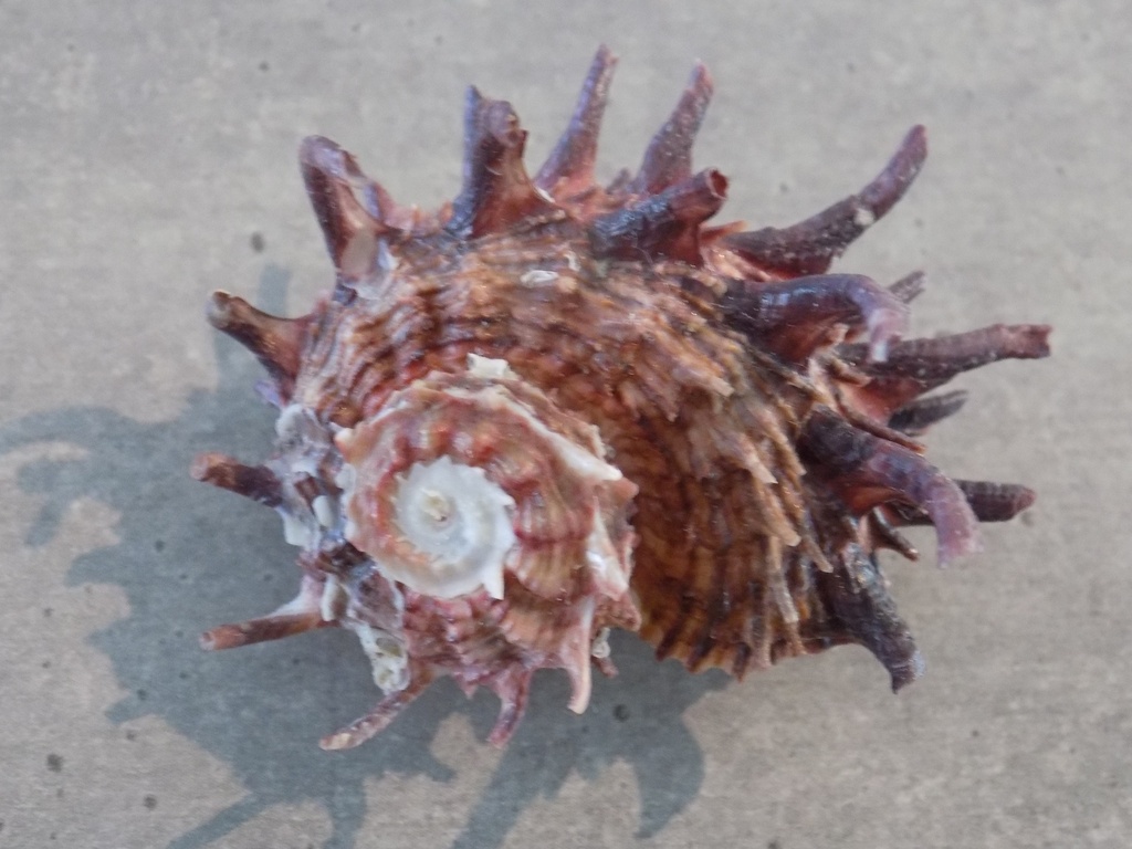 ANGARIIDAE ANGARIA MELANACANTHA