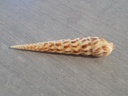 TEREBRIDAE TEREBRA TAURINA