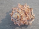 LITTORINIDAE TECTARIUS PAGODUS