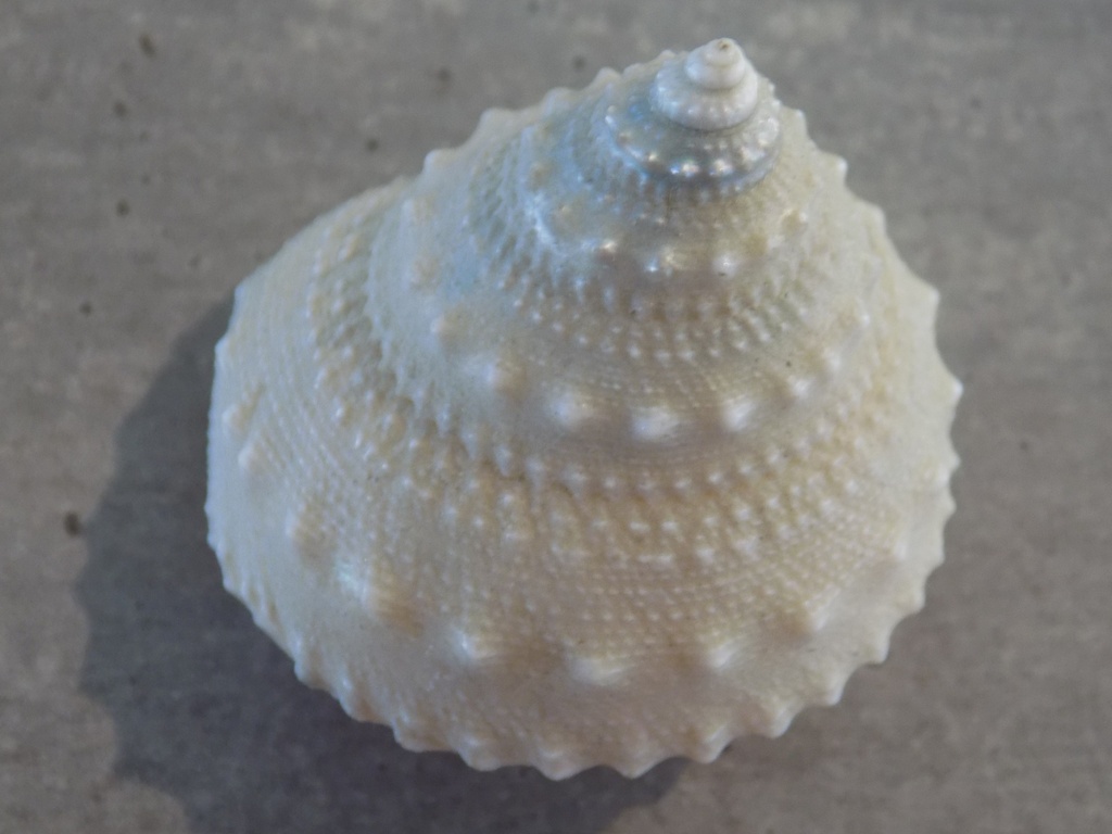 TEGULIDAE GIBENIS CRUMPII