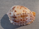CASSIDAE CYPRAECASSIS TESTICULUS