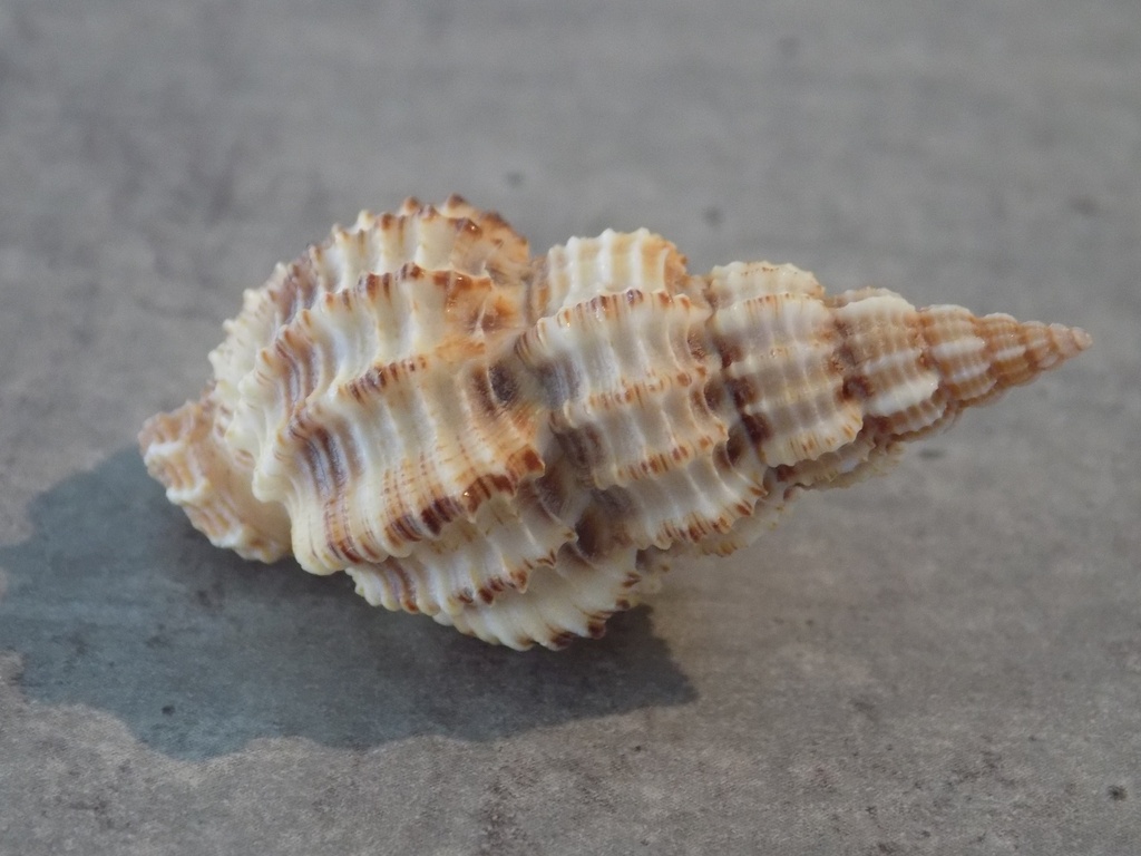 NASSARIIDAE PHOS SENTICOSUS