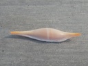 OVULIDAE PHENOCOVOLVA TOKIOI