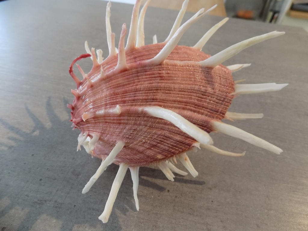 SPONDYLIDAE SPONDYLUS REGIUS XL mauve