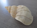 BUCCINIDAE BUCCINUM UNDATUM XL