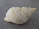 BUCCINIDAE BUCCINUM UNDATUM XL