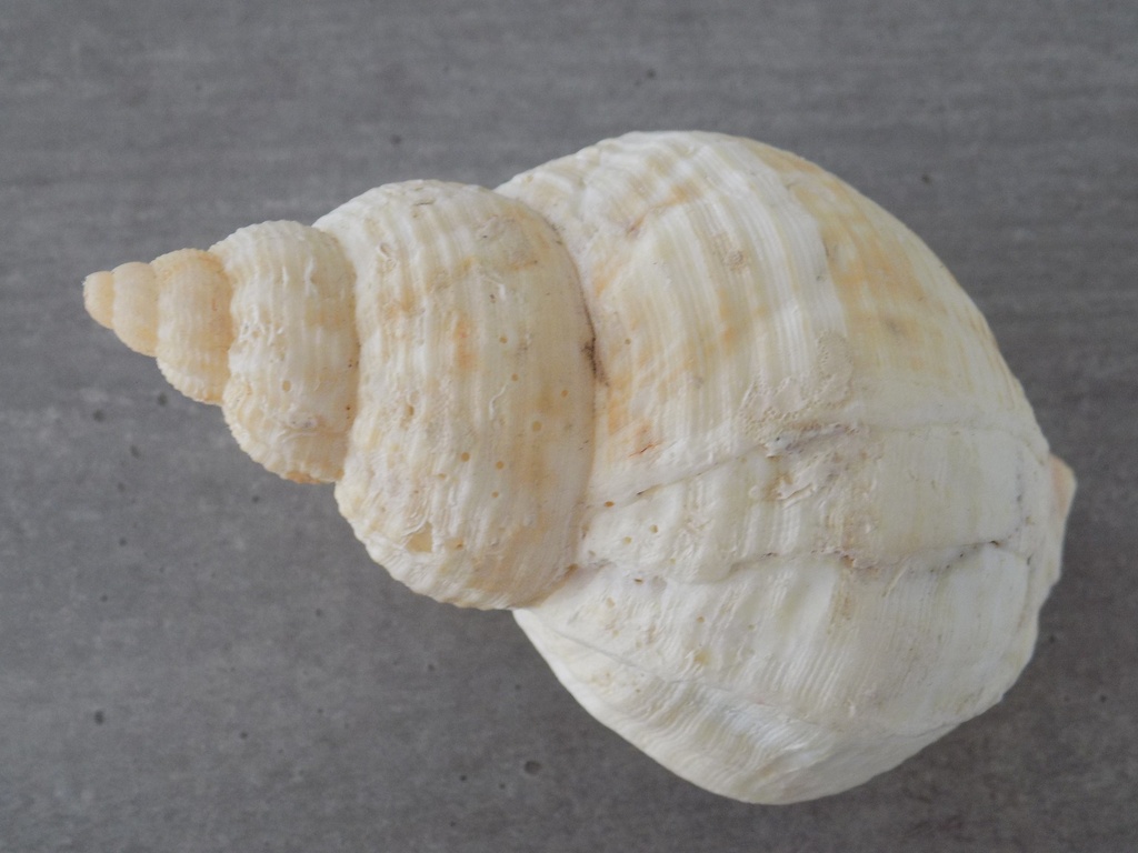 BUCCINIDAE BUCCINUM UNDATUM XL