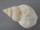 BUCCINIDAE BUCCINUM UNDATUM XL