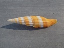 COSTELLARIIDAE VEXILLUM REGINA