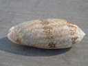 OLIVIDAE OLIVA SERICEA SERICEA