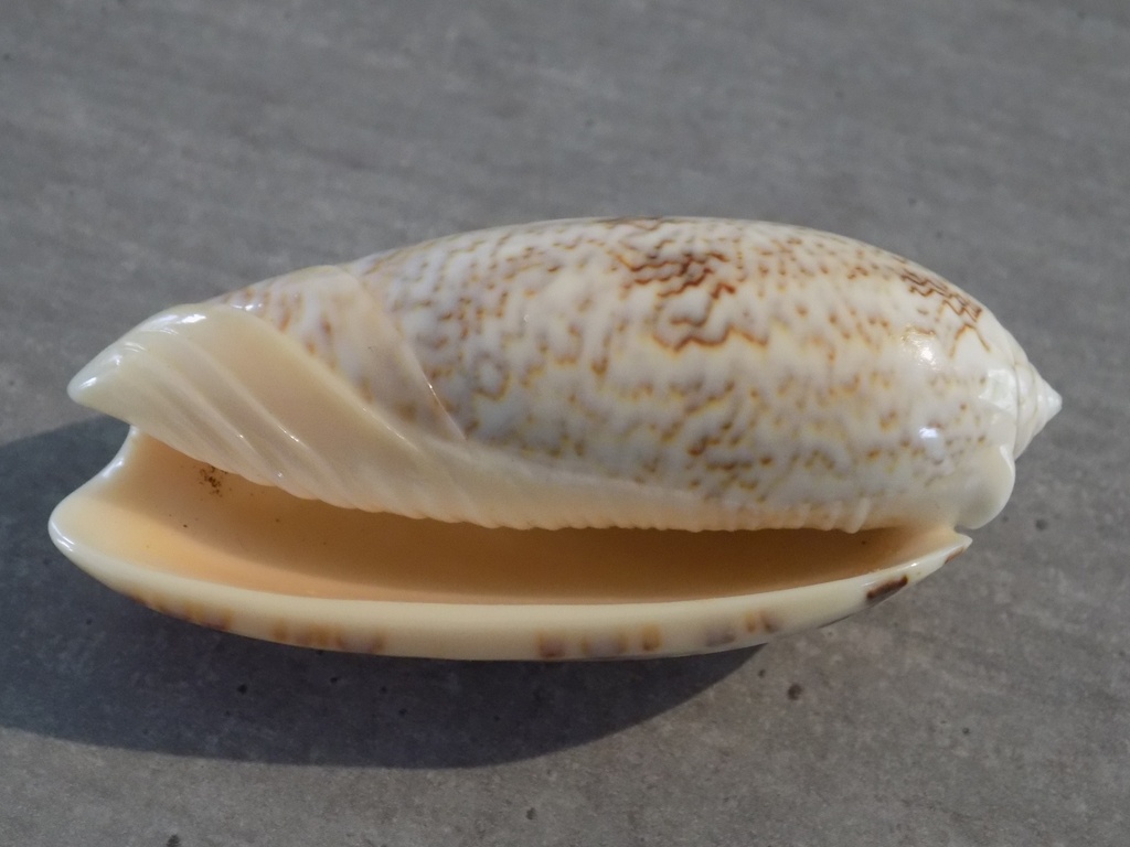 OLIVIDAE OLIVA SERICEA SERICEA