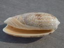 OLIVIDAE OLIVA SERICEA SERICEA
