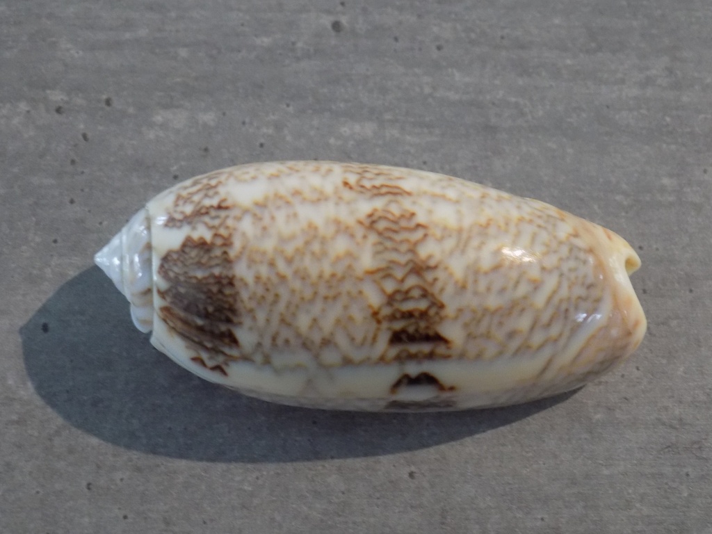 OLIVIDAE OLIVA SERICEA SERICEA
