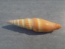 COSTELLARIIDAE VEXILLUM COCCINEUM