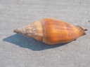 COSTELLARIIDAE VEXILLUM MELONGENA
