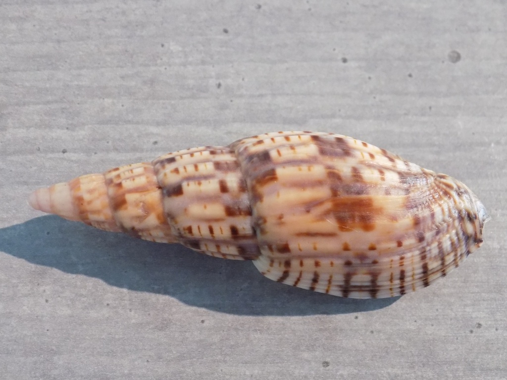VOLUTIDAE LYRIA PATBAILI