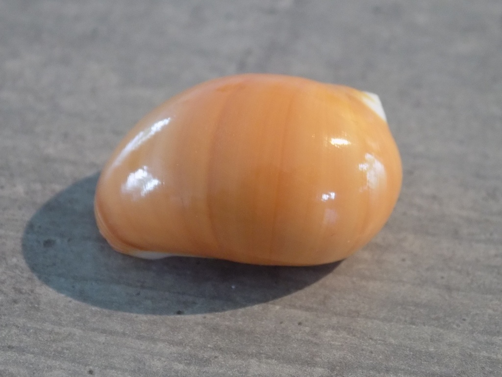 NATICIDAE POLINICES AURTANTIUS