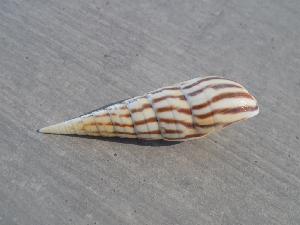 TEREBRIDAE OXYMERIS STRIGATA