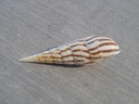 TEREBRIDAE OXYMERIS STRIGATA