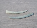 DENTALIIDAE DENTALIUM APPRINEUM  lot 2u