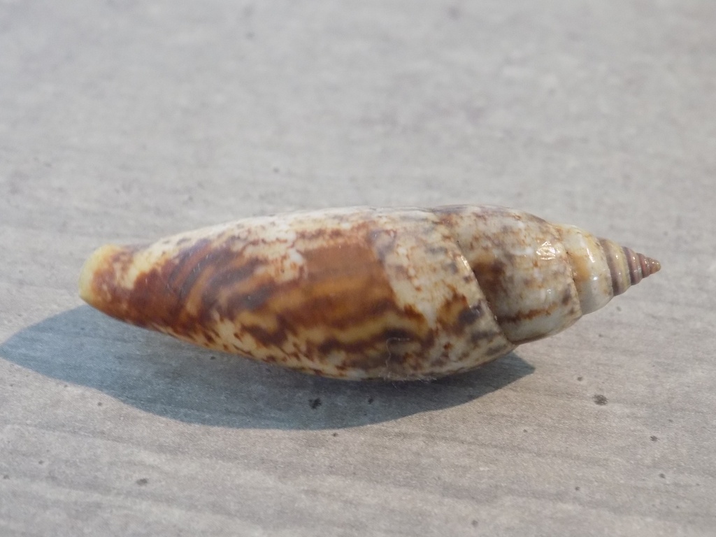 STROMBIDAE TERESTROMBUS TEREBELLATUS