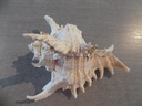 MURICIDAE CHICOREUS RAMOSUS
