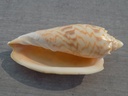 VOLUTIDAE AMORIA HUNTERI