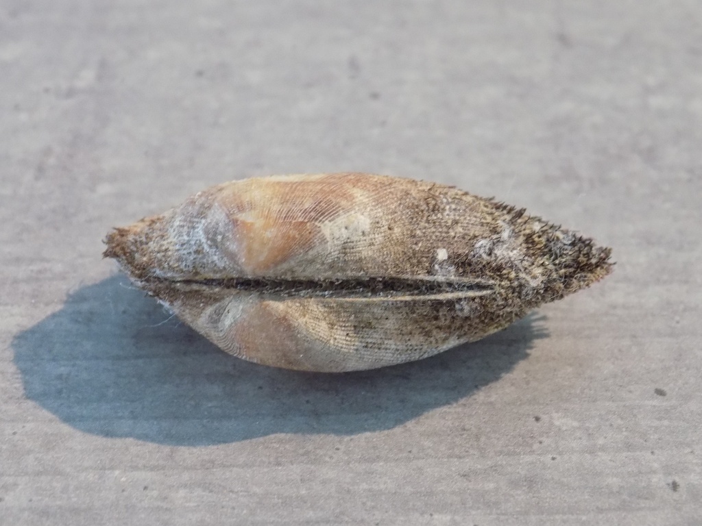ARCIDAE BARBATIA BARBATA