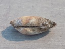 ARCIDAE BARBATIA BARBATA