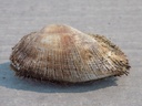 ARCIDAE BARBATIA BARBATA