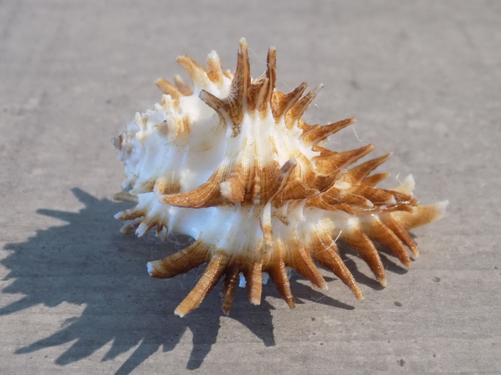 MURICIDAE HOMALOCANTHA OXYACANTHA