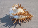 MURICIDAE HOMALOCANTHA OXYACANTHA