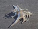 MURICIDAE CHICOREUS CERVICORNIS