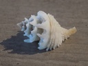 MURICIDAE BABELOMUREX YUMIMARUMAI