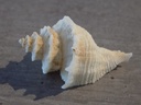 MURICIDAE BABELOMUREX NAKAMIGAWAI
