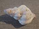 MURICIDAE CORALLIOPHILA COSTULARIS XL