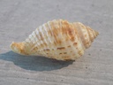 HARPIDAE MORUM TERAMACHII