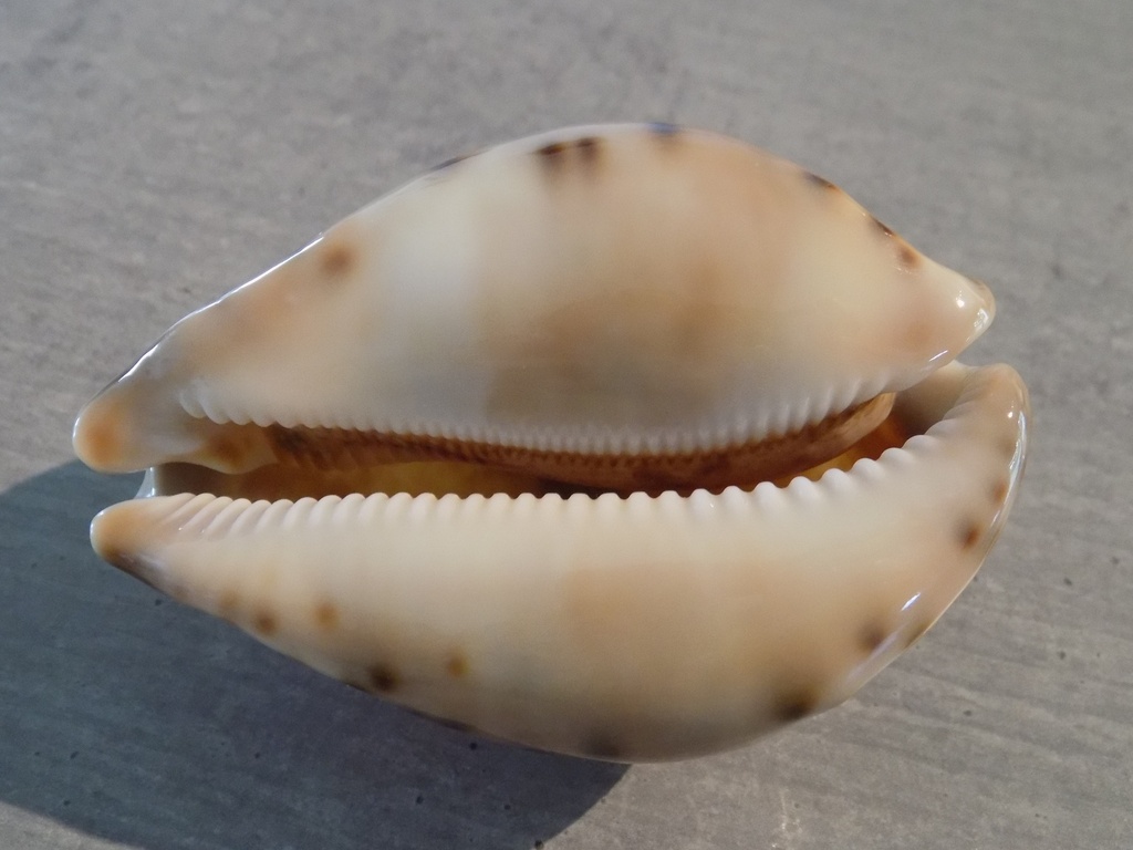CYPRAEA LEPORICYPRAEA VALENTIA XL