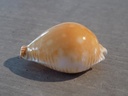 CYPRAEA PERISS.GUTTATA AZUMAI