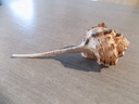 MURICIDAE HAUSTELLUM HAUSTELLUM