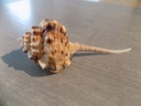 MURICIDAE HAUSTELLUM HAUSTELLUM