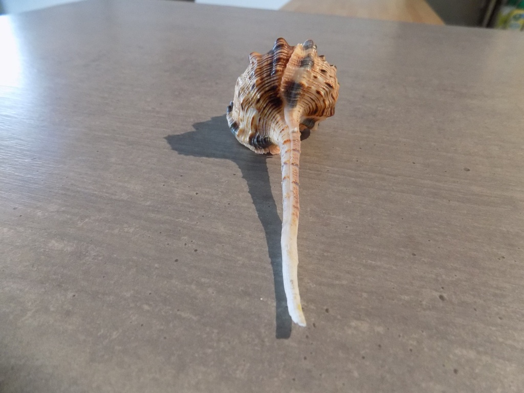 MURICIDAE HAUSTELLUM HAUSTELLUM