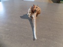 MURICIDAE HAUSTELLUM HAUSTELLUM