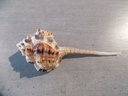 MURICIDAE HAUSTELLUM HAUSTELLUM
