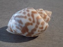BUCCINIDAE BABYLONIA VALENTIANA