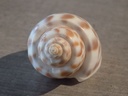 BUCCINIDAE BABYLONIA VALENTIANA