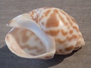 BUCCINIDAE BABYLONIA VALENTIANA